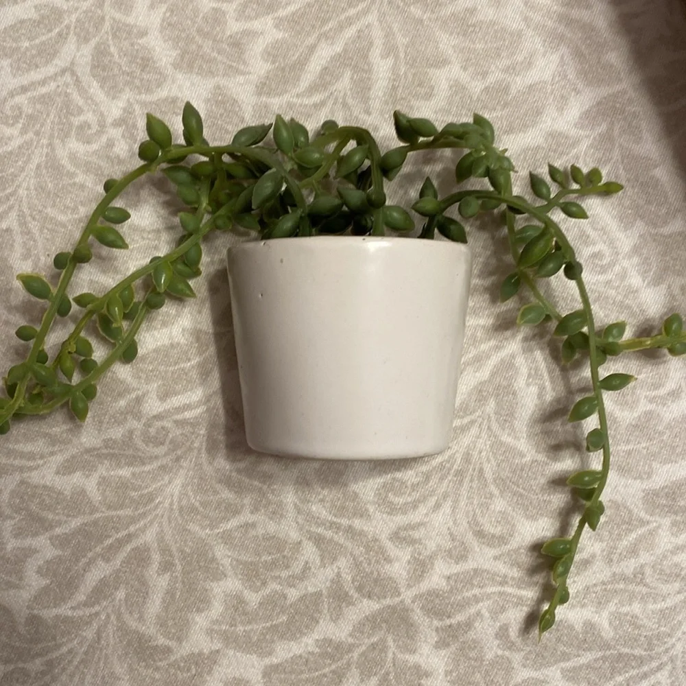 Wall decor with plant